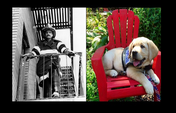 Fire Marshall Bucca on duty during his career (left) and Warrior Canine Connection service dog Bucca.