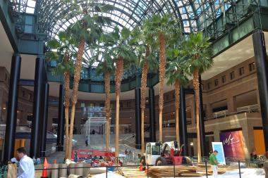 Palm trees in the Winter Garden