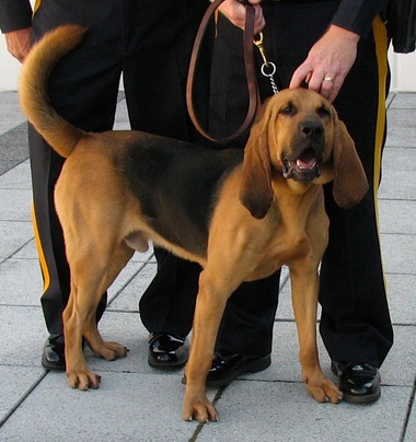 K9 human scent-tracking bloodhound Wildman. Walter O'Brien/NJ.com