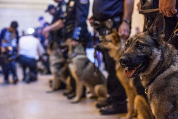 In total, nineteen canines are the newest members of the MTA police program. Here they are seen at their graduation ceremony held in Grand Central Terminal on Friday, June 13, 2014. (Credit: Jeremy Bales)
