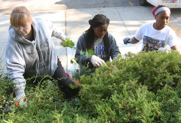 Patti Newman, Taliima Smith 16, and Mala England 16, both Curtis HS students as they pull the weeds out from the bushes in from the 120 Pct. (Staten Island Advance/Hilton Flores)